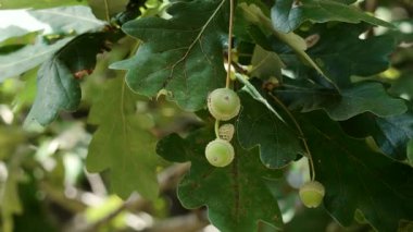 Ormandaki ağaç dalında meşe palamudu gelişen yeşil yaz.