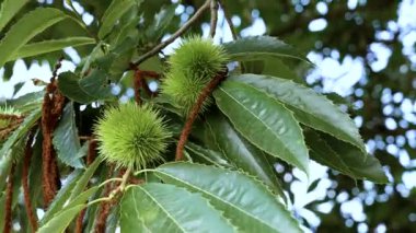 Yazın tatlı kestane ağacının dikenli yeşil meyveleri. Castanea sativa