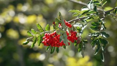 Güneşli bir günde ormanın dalında Red Rowan meyveleri. Dağ ağacı ağacı. Sorbus aucuparia