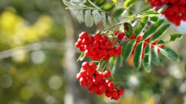 Güneşli bir günde parktaki ağaç dalında bir sürü kırmızı kızılcık çileği.