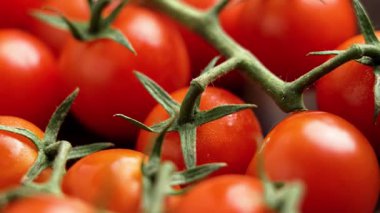 Yeşil yapraklı kırmızı kiraz domatesleri. Makro atış. Döndürme