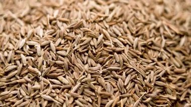 Tüm kuru kimyon tohumları yavaş çekimde düşüyor. Aromatik Asya baharatı. Organik malzeme. Üst Manzara. Makro atış. Döndürme