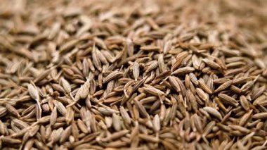 Aromatik kurutulmuş kimyon tohumu yığını. Makro atış. Baharatlı Hint baharatı. Döndürme
