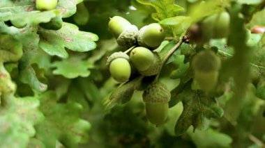 Yaban ağaç dalında yemyeşil meşe yapraklı meşe palamutları