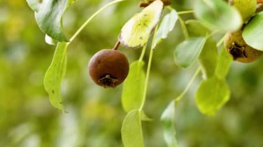 Ağaç dalında kurumuş, hastalıklı bir armut. Ormanda çürüyen meyve