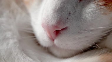 Pembe derili, bıyıklı, yalancı, kızıl bir kedinin burnu. Turuncu beyaz hayvan kılı