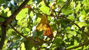 Yoğun ormanda meşe dalında altın sonbahar yaprağı yakın.