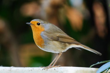 Bulanık arkaplanın önündeki Robin 'in yan görünümü