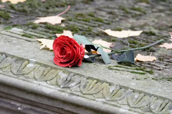 Una Rosa Rossa Una Lapide Storica Antico Cimitero Colonia Fotografia Stock