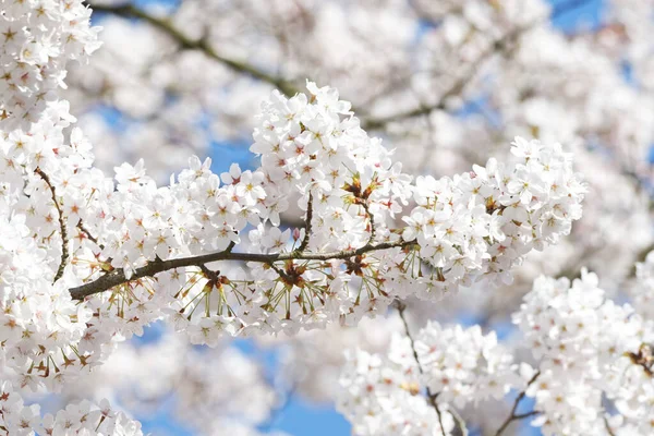 close up of white cherry blossoms on a sunny spring day