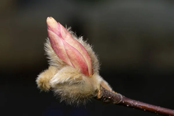 Magnoliacées Gros Plan Ouverture Magnolia Rose Bourgeon Poilu Début Mars — Photo