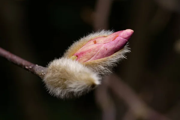 Magnoliaceae Zblízka Růžové Magnólie Otevření Chlupaté Bud Časném Březnu — Stock fotografie