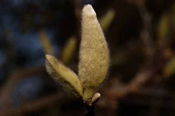 Magnoliaceae Hairy Bud Magnolia Early March — Stockfoto