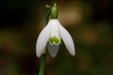Galanthus nivalis close up of single snowdrop against blurred background