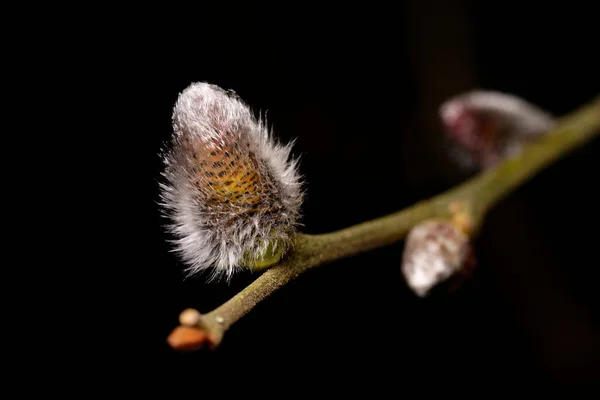 Salix Caprea Mladý Vrba Catkins Větev Časném Březnu — Stock fotografie