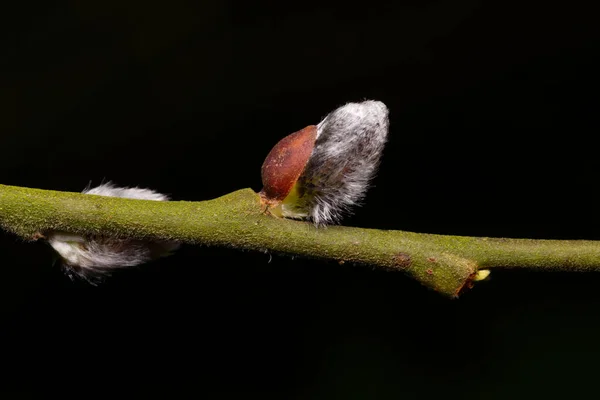 Salix Caprea Junge Weidenkätzchen Auf Einem Zweig Anfang März — Stockfoto