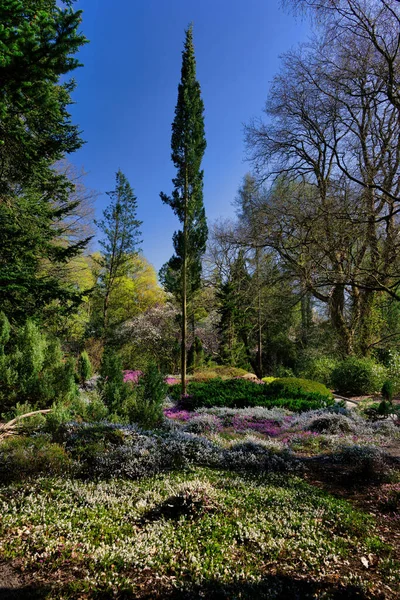 Heather Flowering Trees Forest Botanical Garden Cologne Sunny Spring Day — Stock Photo, Image