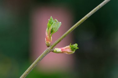 Ribes Sanguineum, bulanık arka planda parktaki bir kan frenk üzümünün tomurcukları.