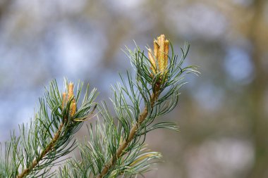 Genç kozalaklar baharda bir dalda