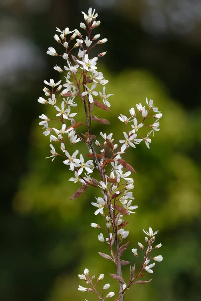 Flores Brancas Forma Estrela Lamarckii Amelanchier Também Chamado Arbusto Juneberry — Fotografia de Stock