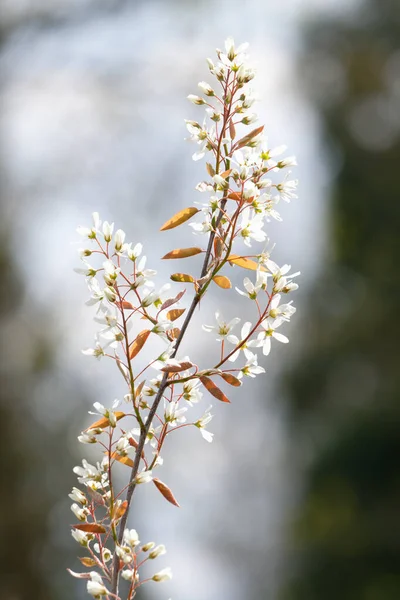 Белые Цветы Amelanchier Lamarckii Называемые Juneberry Serviceberry Shadbush Кустарник — стоковое фото