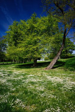 Üniversitenin yakınındaki yeşil kuşak parkında bahar renkleri