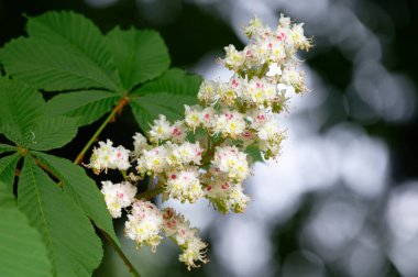 Aesculus hipocastanum L. At kestanesinin beyaz çiçekleri ilkbaharda bulanık arka plana karşı