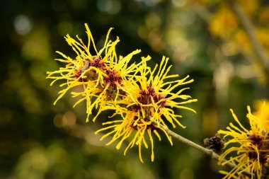 Hamamelis Mollis Hassas, iplik benzeri çiçekler Mart ayı başında Çin cadı fındığı sarı ve kırmızı