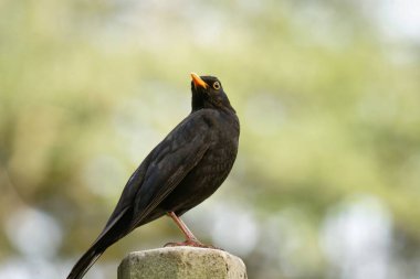 Taşın üzerindeki bir karatavuk, bulanık yeşil bir arkaplanın önünde dikkatlice yukarı bakar.