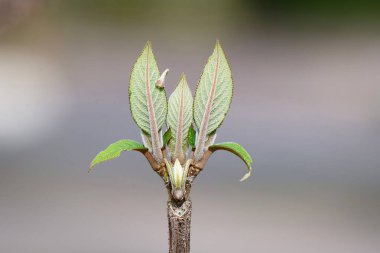 Mart ayının sonunda, kolonya parkındaki kadife bir ortanca ortanca aspera tomurcuğunun taze yapraklarının detaylı bir yakın çekimi.