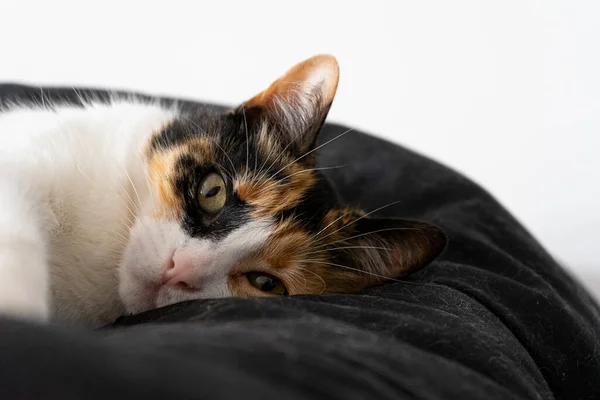 Tricolor Katze Liegt Auf Schwarzem Polster Und Blickt Die Kamera — Stockfoto
