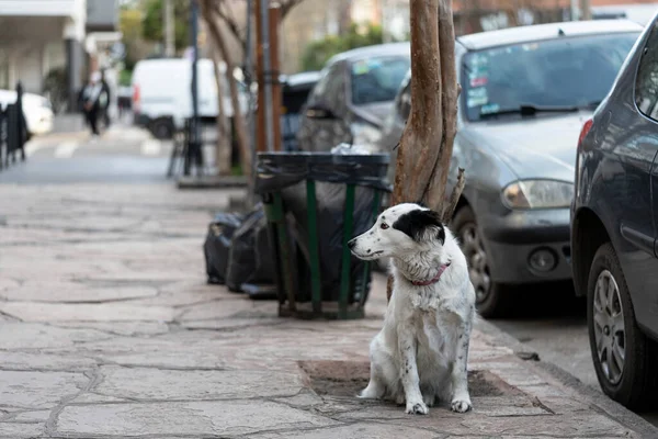 Beyaz köpek kaldırımda sahibini bekliyor.