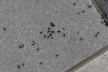 Ants on the ground. Ants are a group of ants. clipart