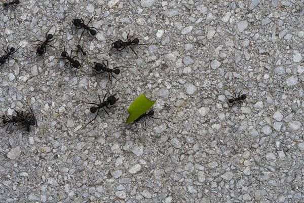 Karıncalar Yerde Karıncalar Bir Karınca Grubudur Telifsiz Stok Imajlar