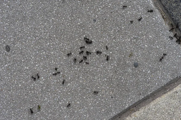 Karıncalar Yerde Karıncalar Bir Karınca Grubudur Stok Resim