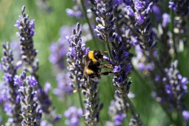 Bumblebee lavanta bitkilerini döllüyor. Makrofotoğrafçılık.