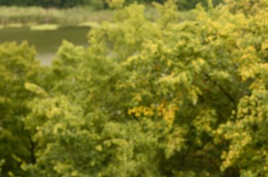 Arka planda yeşil ağaçlar olan ormanın bulanık görüntüsü