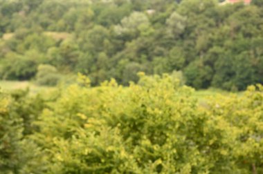 Arka planda yeşil ağaçlar olan ormanın bulanık görüntüsü