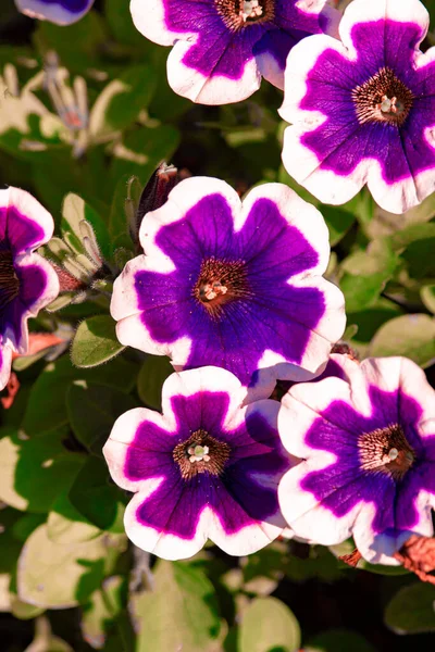 Färgglada Petunia Blommor Närbild Petunia Blommor Blå Petunia Blommar Trädgården — Stockfoto