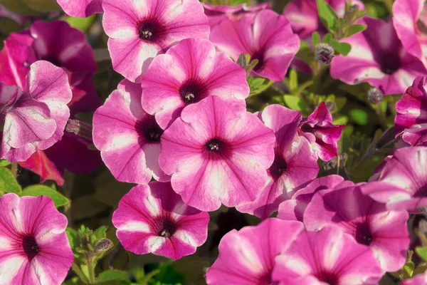Bunte Petunienblüten Aus Nächster Nähe Nahaufnahme Petunienblüten Blaue Petunien Blühen — Stockfoto