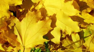 Kuru sarı yapraklar sarı bir sonbahar ağacından düşer, güneşli bir günde..