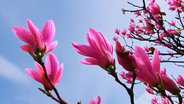 粉红色的木兰花迎着蓝天迎风摇曳 美丽的春天风景 — 图库视频影像