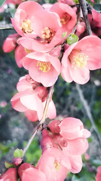 Spring banner, branches of blossoming cherry on blue background. Pink sakura flowers, dreamy romantic image spring.