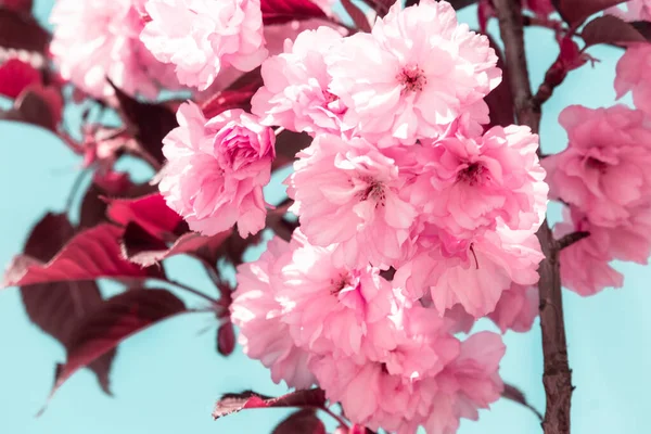 Virágzó Sakura Ágak Tavasszal Vinnitsa Ukrajna Japán Cseresznyevirág — Stock Fotó