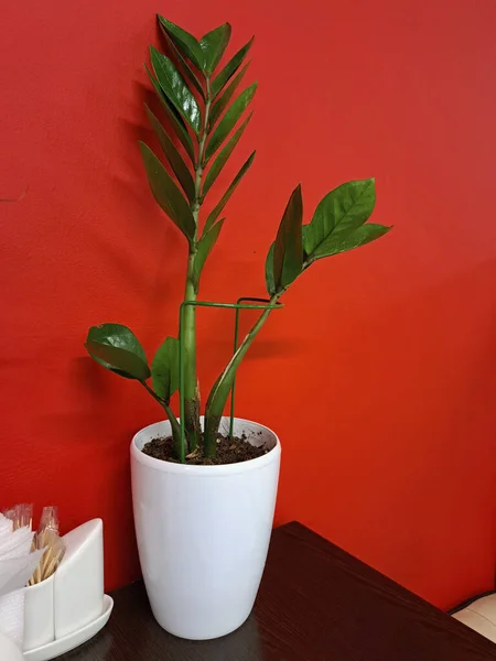 Зеленый Чехол Замиокульки Белом Горшке Красном Фоне Внутренние Растения Помещении — стоковое фото