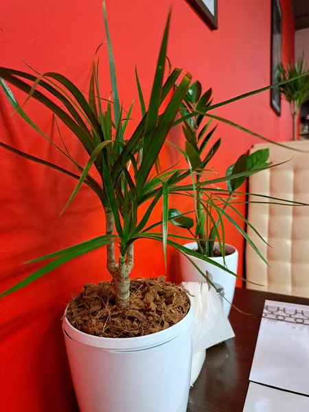 Yeşil saksı, zamioculcas, kırmızı arka planda beyaz tencerede. İç mekandaki bitkiler.