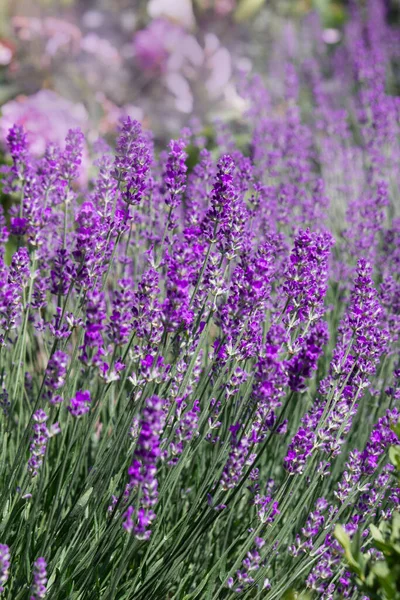 Purple Lavender Flowers Close Lavender Bush Summer Light — Stock Photo, Image