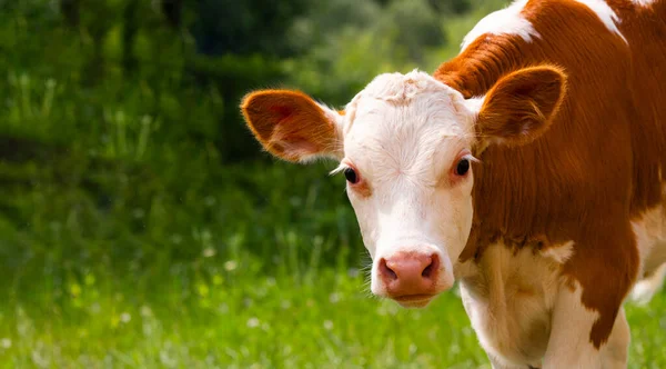 stock image A charming cow calf is grazing in a meadow. A red-white calf looks at the camera.