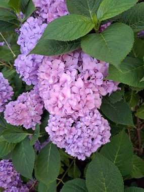 Mor ortanca, ortanca macrophylla, mavi ile mor arasında değişen hafif renk varyasyonlu çiyli çiçek..