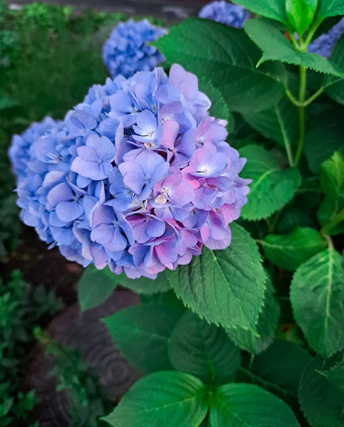 Blaue Hortensie Hortensie Macrophylla Blume Mit Tau Leichten Farbvariationen Von — Stockfoto